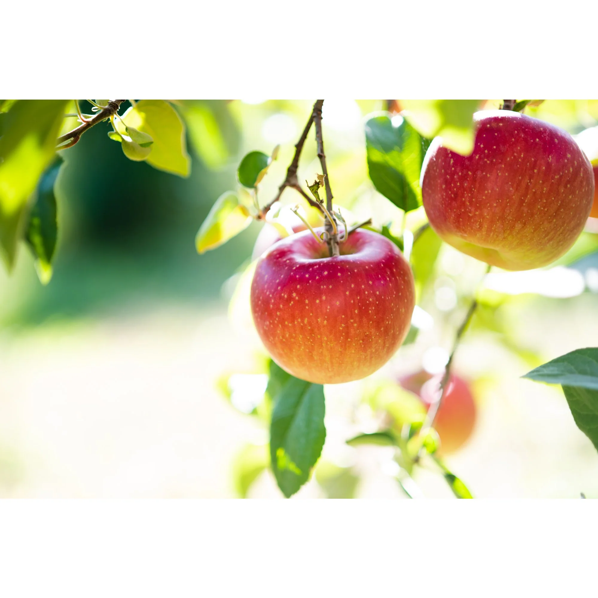 Marukan Pure Japanese Fuji Apple Cider Vinegar 360ml - Image 4