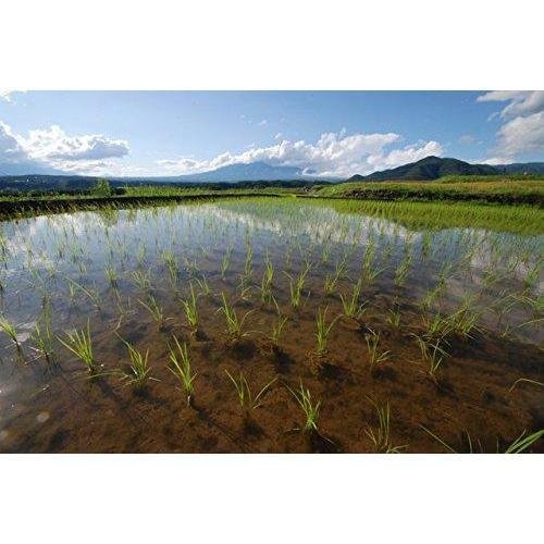 Organic Kuromai Black Rice Japanese Purple Rice 300g - Image 6