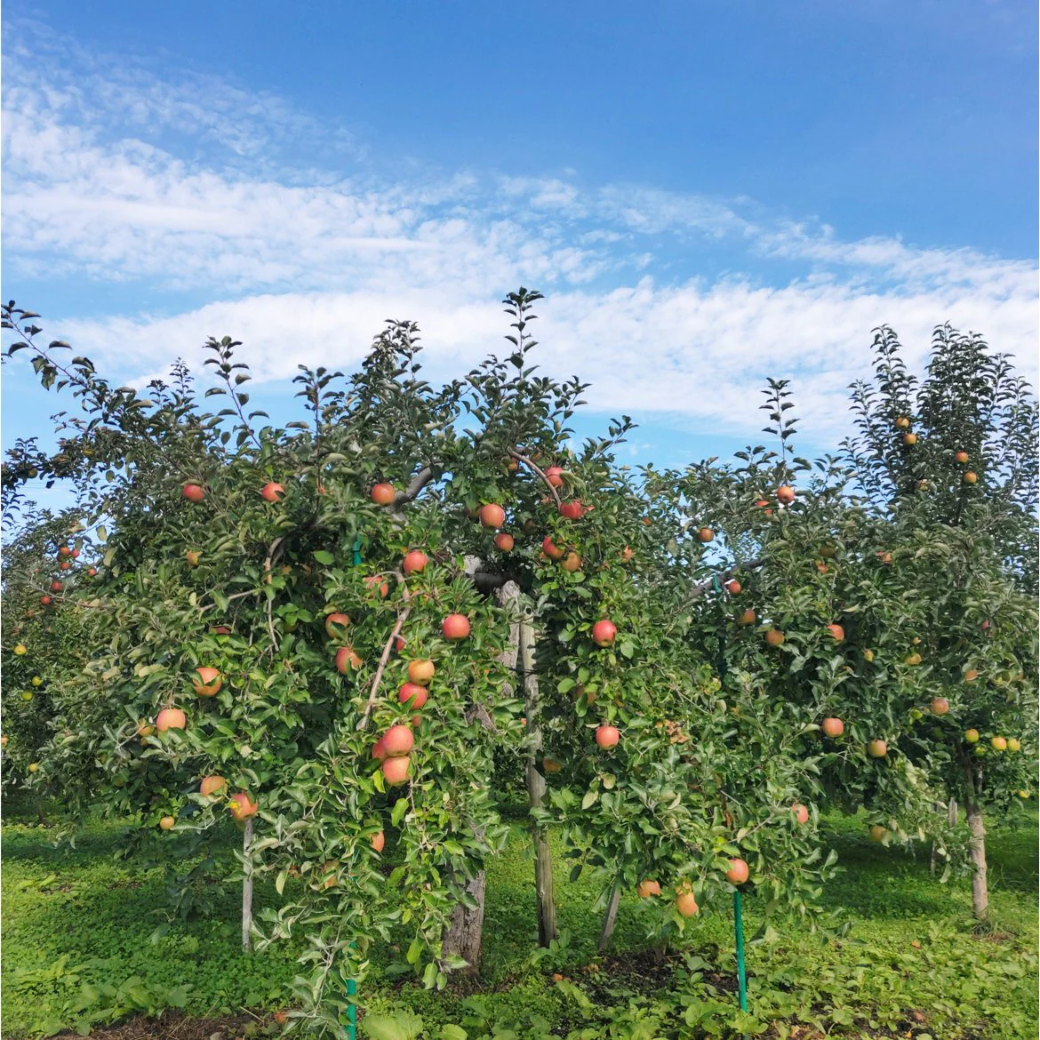 Tamura Farm Additive-Free Premium Aomori Apple Juice 500ml - Image 5